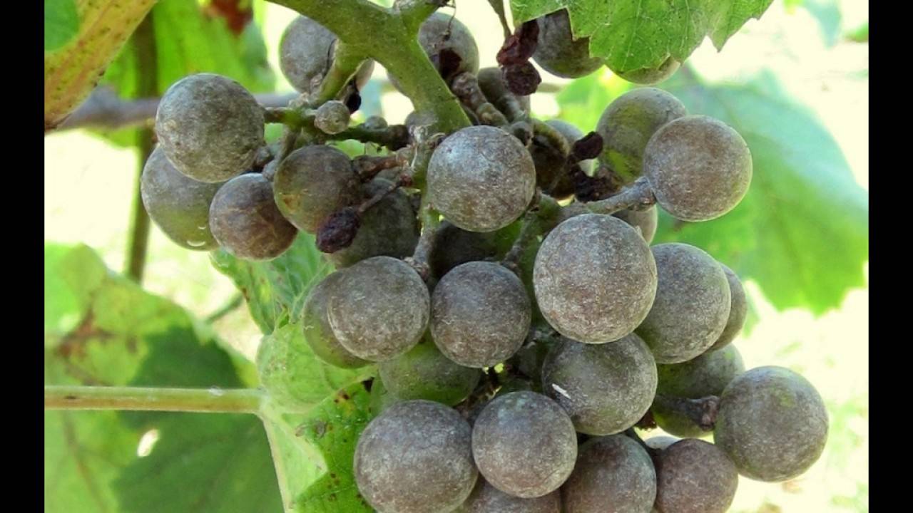 Меры борьбы с оидиумом на винограде