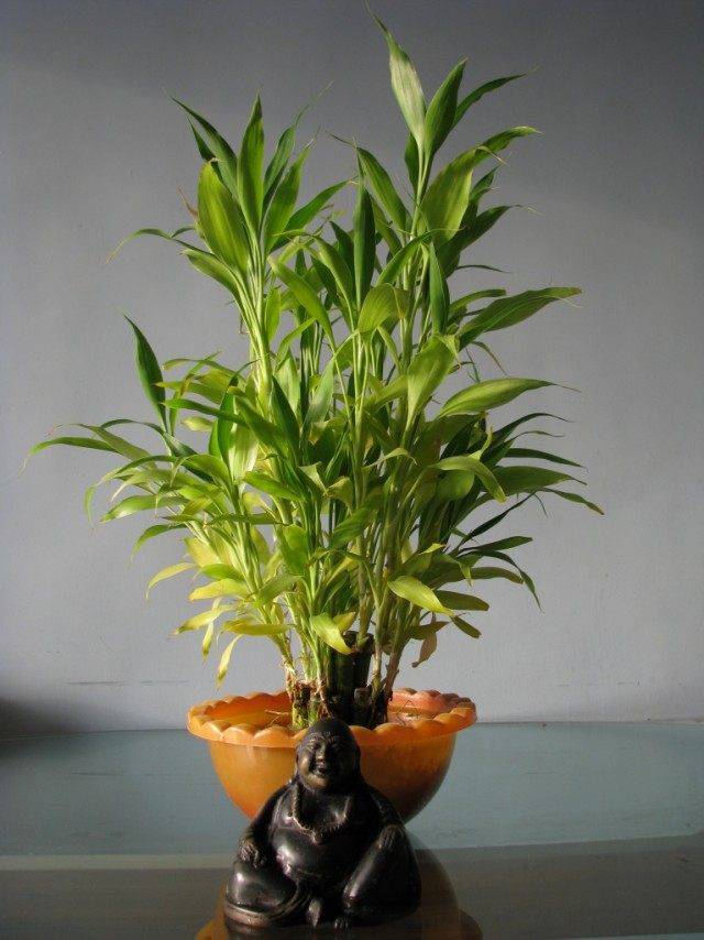 Драцена сандера: выращиваем комнатный бамбук счастья дома