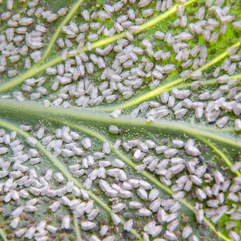 Что делать, если у фаленопсиса липкие листья? их фото и рекомендации по лечению болезней
