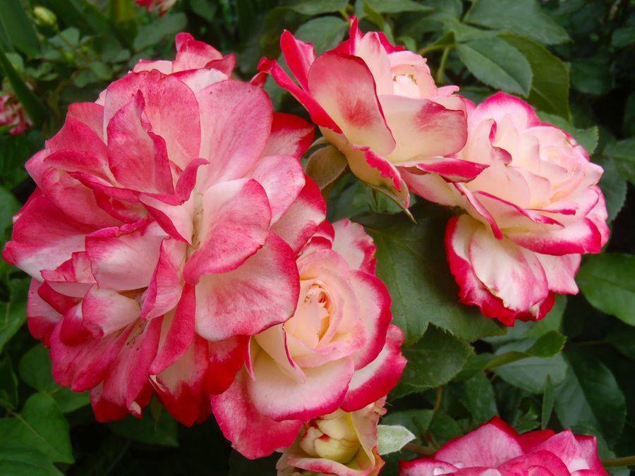 Чайно-гибридная роза дабл делайт – описание и отзывы о прекрасных цветах