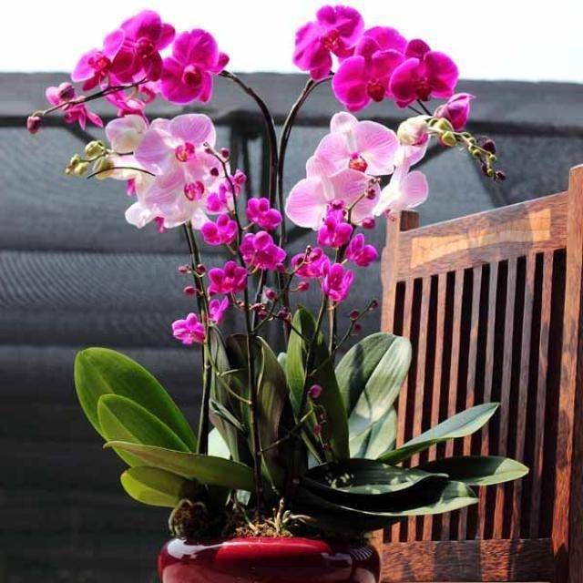 Чем подкормить орхидеи: всё об удобрениях и подкормке в домашних условиях