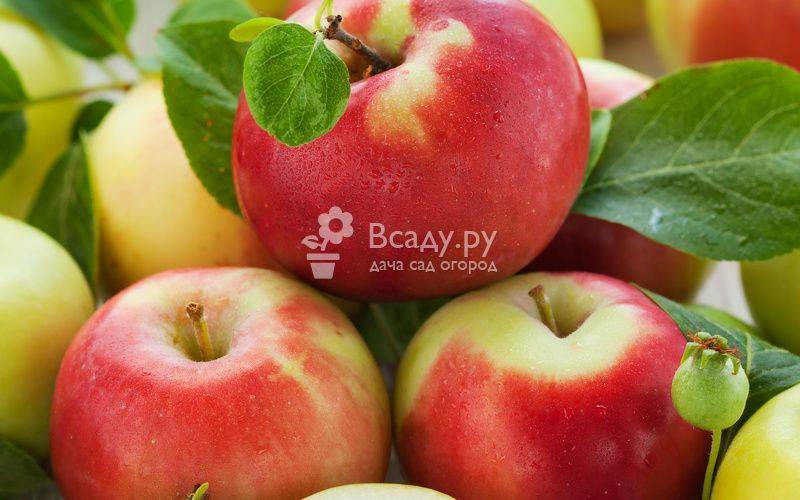 Выбираем лучшие сорта яблонь для умеренной климатической зоны