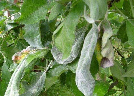 Яблоня: болезни и вредители, фото, гусеницы, тля, пятна на листьях