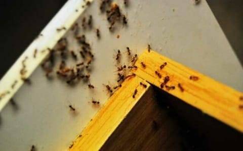 Домашние и химические средства избавления от муравьев в доме