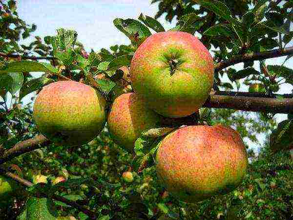 10 лучших сортов яблони для ленинградской области
