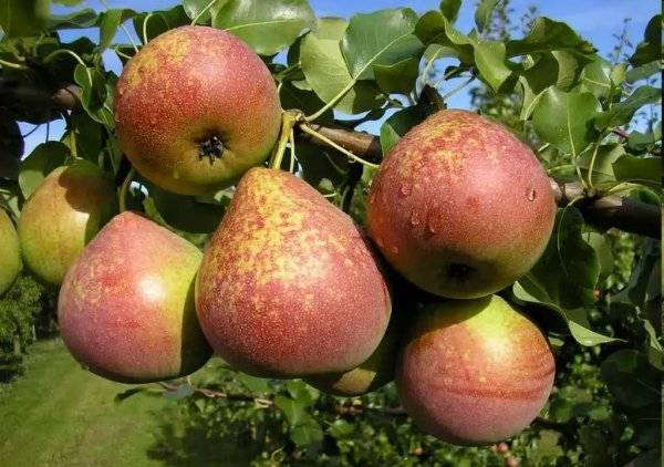 Радует вкусными плодами груша Мраморная