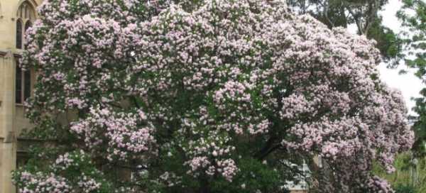 Дерево конский каштан: цветение, где растет и как выглядит