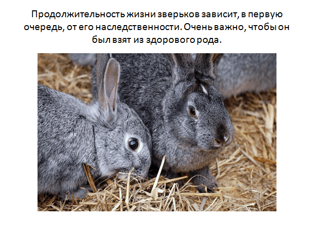 Почему умирают кролики без видимых причин: болезни крольчат в возрасте 1 месяц
