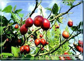 Как самостоятельно вырастить томатное дерево тамарилло
