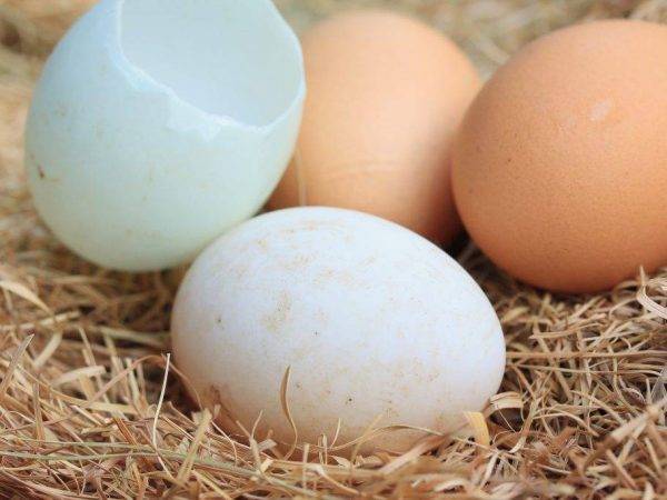 Сколько сидит индоутка на яйцах