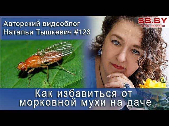 Луковая муха: как с ней бороться — профилактика и 6 методов борьбы