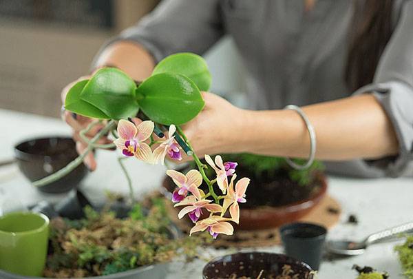 Расскажем о грунте для орхидей. можно ли приготовить своими руками и какую кору лучше использовать?