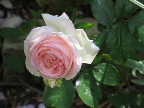 Rosanna плетистая роза — лучший вариант для вертикального озеленения