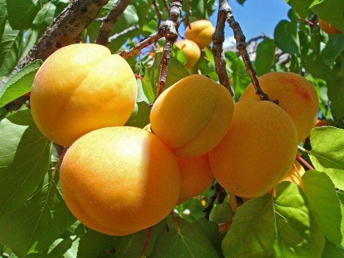 Чем подкормить абрикос чтобы не осыпалась завязь: как правильно удобрять и когда лучше подкармливать абрикосовое дерево (видео советы + 85 фото)