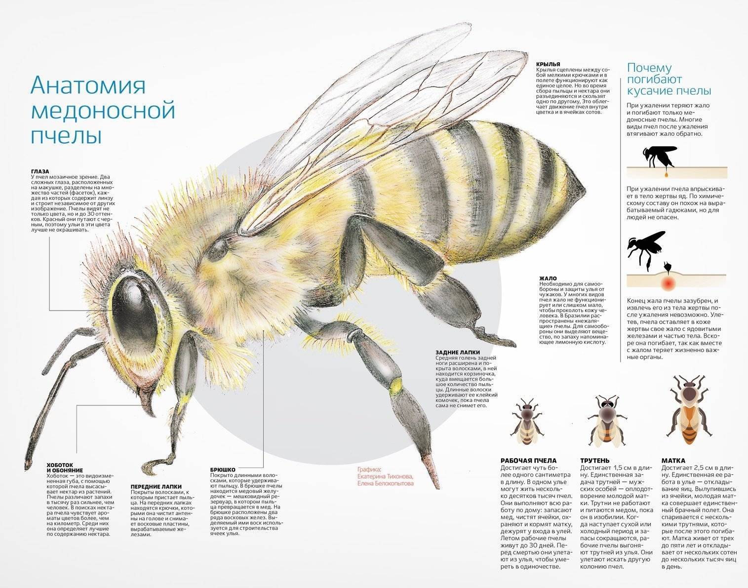 Загадочная природа: зачем пчелы делают мед?