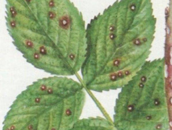 Эффективные способы борьбы с болезнями садовой малины
