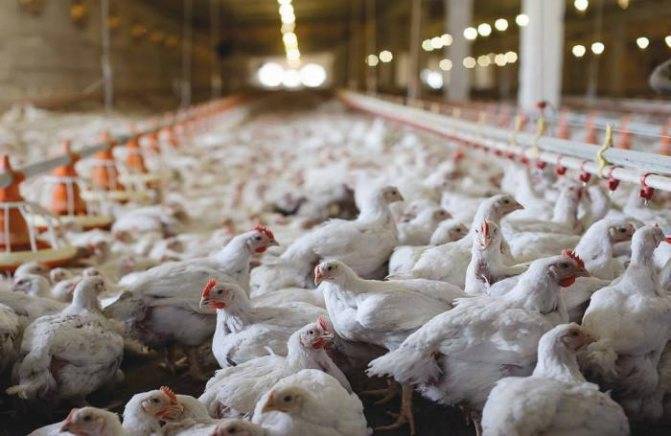 Цыплята бройлеры: чем кормить и как вырастить в домашних условиях