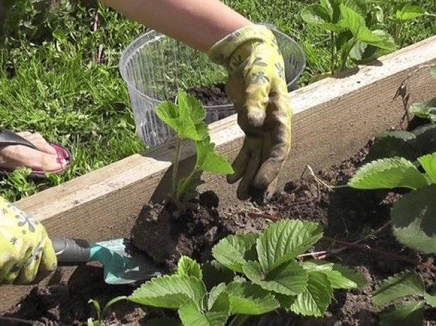 Благоприятные дни в июле 2020 года для садовода и огородника: работы в саду и огороде