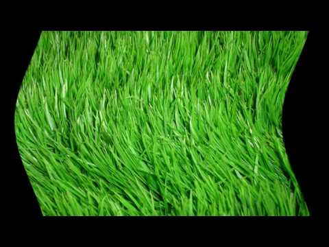 Рулонный газон: все, что вы хотели знать о выборе, укладке и уходе