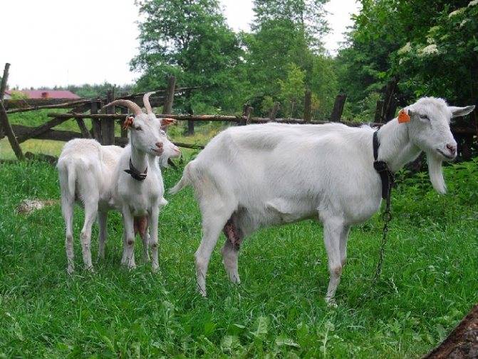 Составление рациона для коз по нормам кормления