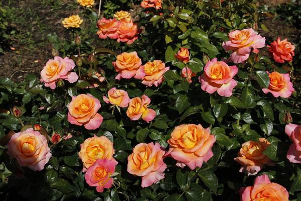 Как посадить и ухаживать за розой дабл делайт