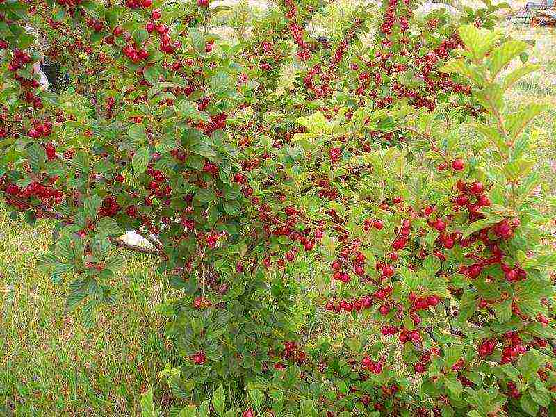 Войлочная вишня: описание, выращивание и рецепты