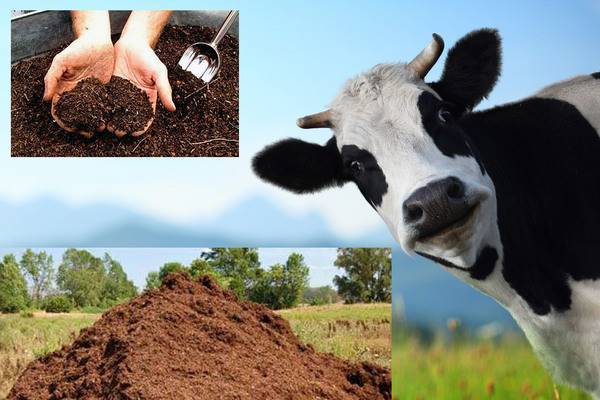 Удобрение коровяк, виды удобрения, способы внесения