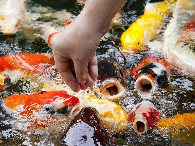 Корм для аквариумных рыб: виды, состав, как выбрать?