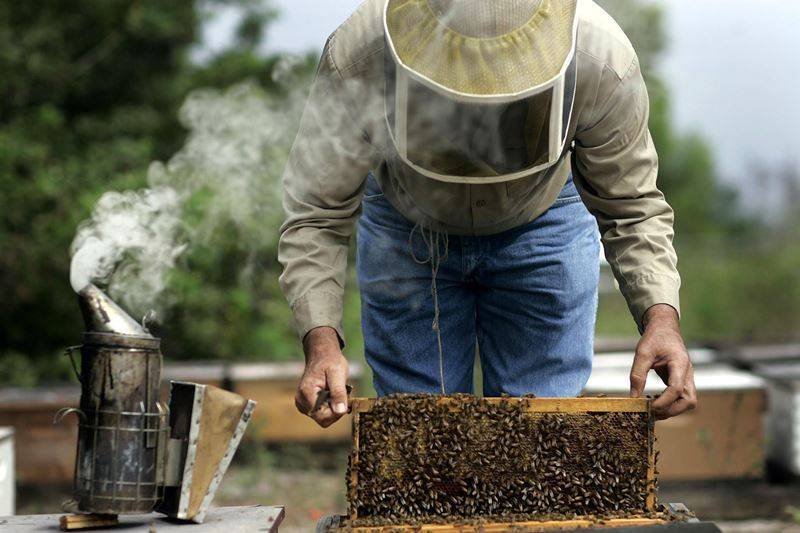 Как ежегодно получать майский мед со своей пасеки