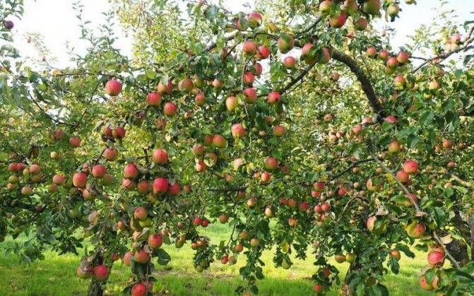 Отличные летние сорта яблонь для подмосковья