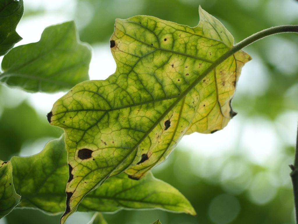 Желтеют листья у баклажан: что делать и как найти проблему? 99 фото и поиски причин