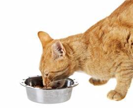 Обзор корма для кошек брит (brit): виды, состав, отзывы