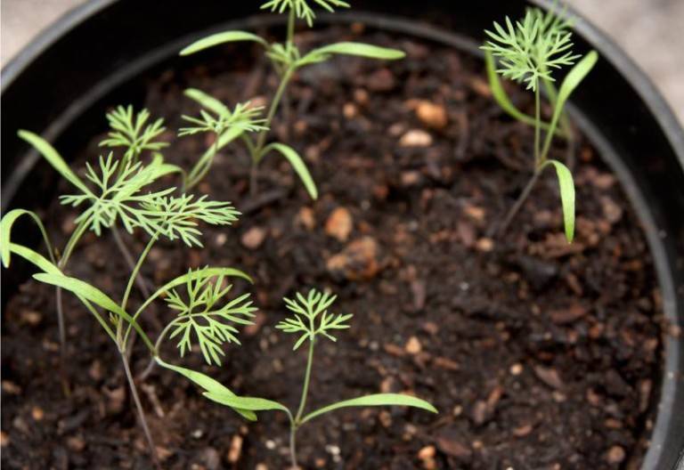Как правильно выращивать укроп в открытом грунте?
