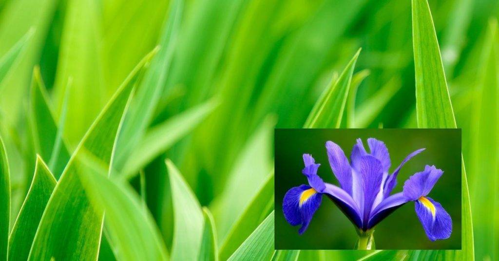 Почему не цветут ирисы: причины и что делать