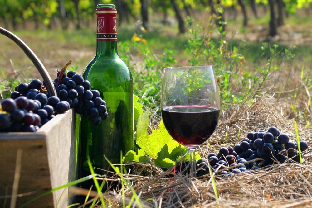Домашнее вино из винограда «изабелла». простые рецепты приготовления