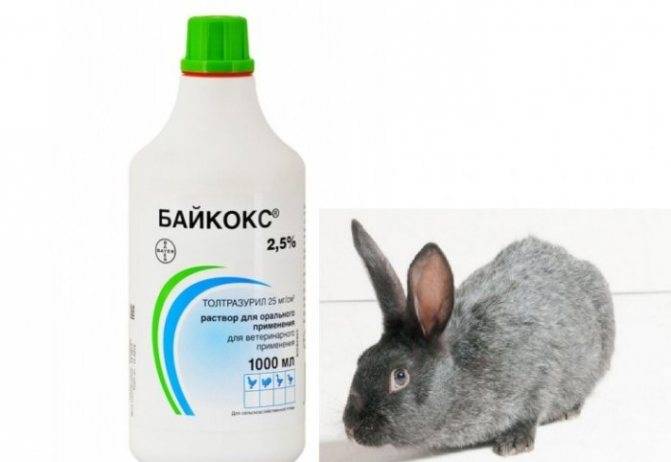 Как применять препарат байкокс для домашних животных