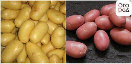 Почему не всходит картофель: почему всходит неравномерно, правильный уход