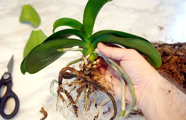 Как пересадить орхидею в домашних условиях в другой горшок