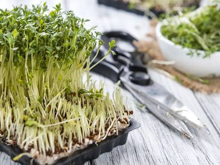 Растение кресс-салат: выращивание из семян в открытом грунте, фото, рассада в домашних условиях