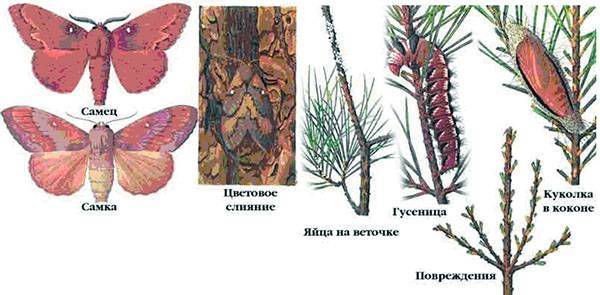 Три самых злостных насекомых-вредителя наносящих ущерб лесам россии
