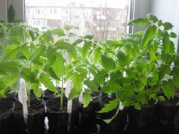 Метод терехиных по выращиванию томатов — особенности и преимущества