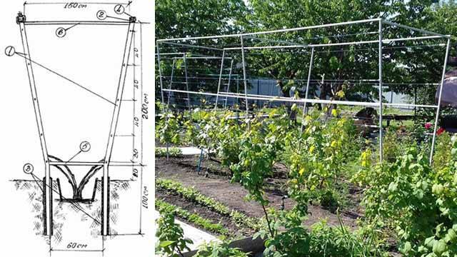 Шпалера для винограда своими руками — инструкция по изготовлению