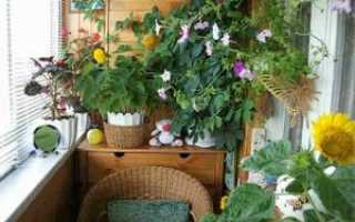 Капризная фиттония: выращивание в домашних условиях