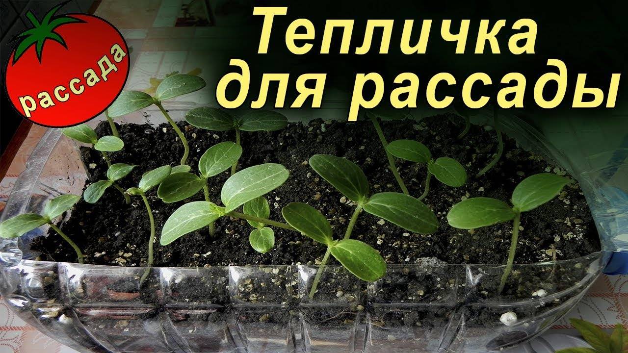Выращивание пеларгонии из семян дома