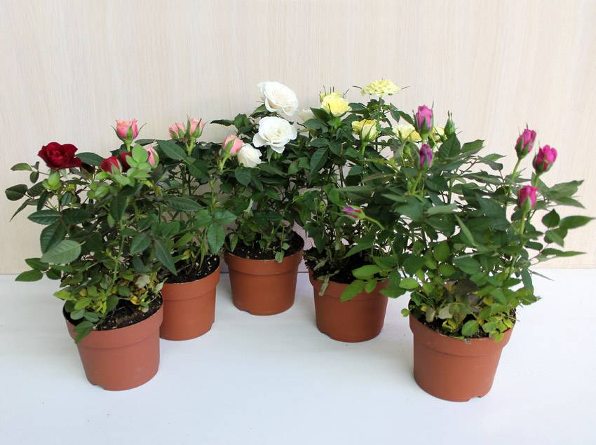 Забота о розе в горшке зимой. как ухаживать за растением в домашних условиях?