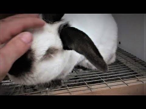 Кокцидиоз у кроликов: симптомы, лечение, профилактика