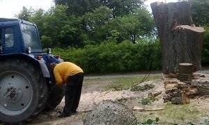 Выкорчевывание деревьев — как избавиться от корней деревьев