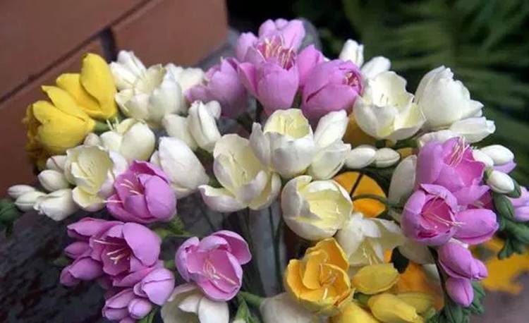 Выращиваем фрезию — цветок с упоительным ароматом. фрезия: посадка, выращивание, уход, советы профессионала