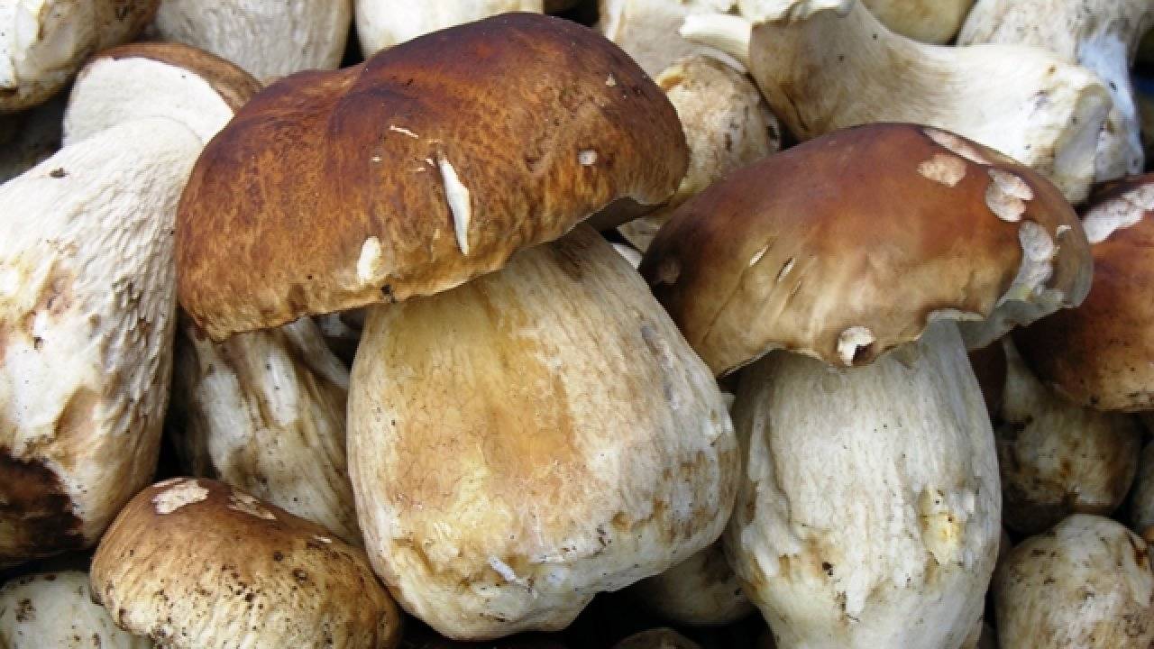 Какие грибы растут в волгоградской области?