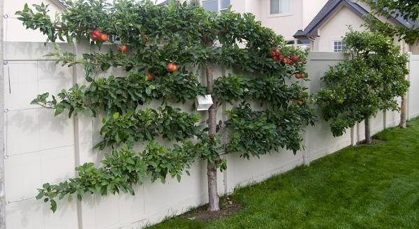 Выращивание фруктовых деревьев на шпалерах